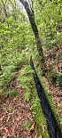 Plants: image 54 Of 208 Thumb